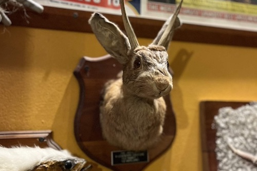 Jackelope bust mounted on wall amongst other oddities